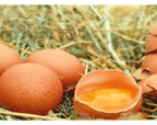 Oeufs-1