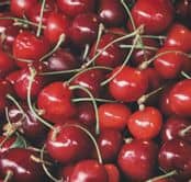 cerise